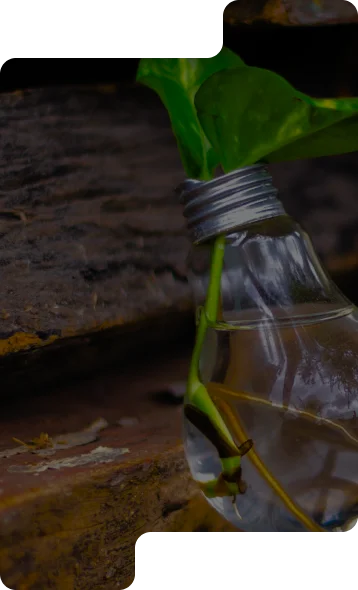 IISLA insights